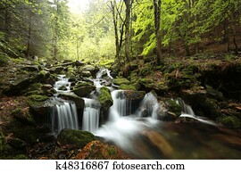 Forest stream Forest stream