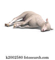 lamb lamb