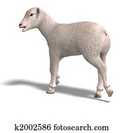 lamb lamb