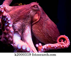 Octopus Octopus