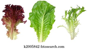 Red leaf lettuce, romaine and endive leaf Red leaf lettuce, romaine and endive leaf