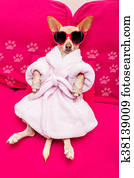 dog spa wellness dog spa wellness