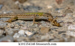 Common wall lizard with prey