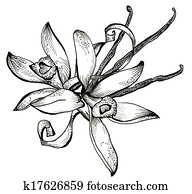 Flower sketch bouquet Flower sketch bouquet