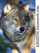 wolf in sweden wolf in sweden