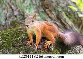Brown squirrel Brown squirrel