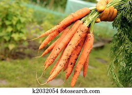 carrots carrots