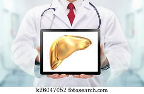 Doctor with stethoscope and golden liver on the hands in a hospital Doctor with stethoscope and golden liver on the hands in a hospital