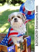 Dog dressed up for a 4th of July parade Dog dressed up for a 4th of July parade