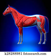 Horse Muscles - Horse Equus Anatomy - on blue background