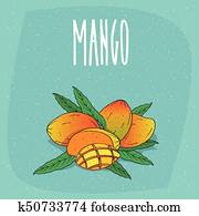 Isolated ripe mango fruits whole and cut Isolated ripe mango fruits whole and cut