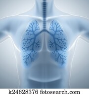 limpo, e, saudável, pulmões