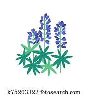 Lupine flat vector illustration. Purple meadow flowers isolated on white background. Flowering plants with petals and green leaves. Botanical items. Herbs, nature, flora. Blossoming wildflowers. Lupine flat vector illustration. Purple meadow flowers isolated on white background. Flowering plants with petals and green leaves. Botanical items. Herbs, nature, flora. Blossoming wildflowers.