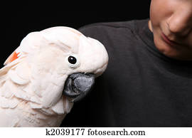 Moluccan Cockatoo With His Human Companion