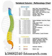 Vertebral Column Reflexology Chart Vertebral Column Reflexology Chart