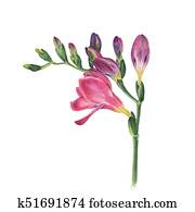 Botanical watercolor illustration of freesia on white background. Could be used web design, polygraphy or textile Botanical watercolor illustration of freesia on white background. Could be used web design, polygraphy or textile