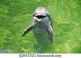 Dolphin Dolphin
