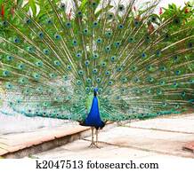 Peacock Peacock