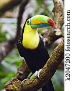 Tucan