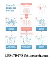 מדגיש, תשובה, ביולוגי, מערכת, וקטור, דוגמה, diagram,, אנטומי, עצב, דחפים, scheme., פשוט, ו, נקי, תאר, עיצוב גרפי, פוסטר, עם, חינוכי, information.
