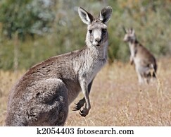 Australian Grey Kangaroo Australian Grey Kangaroo