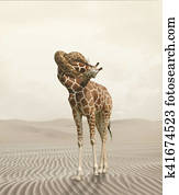 giraffe with knot in the neck giraffe with knot in the neck