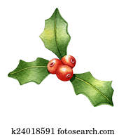 Holly berry. Watercolor Holly berry. Watercolor