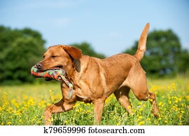 Labrador retriever dog Labrador retriever dog