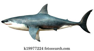 megalodon, תמוך דיוקן