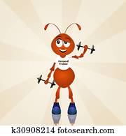 personal trainer ant personal trainer ant