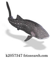 whale shark whale shark