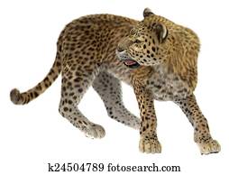 Big Cat Leopard Big Cat Leopard