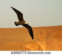 Bird Bird