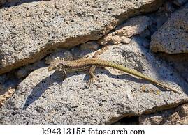 Common wall lizard sunbathing