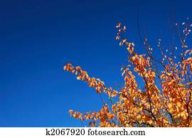 Rot, blau, feiertag, lichter Stock Bild | k2315950 | Fotosearch