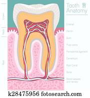 tooth medical anatomy with words