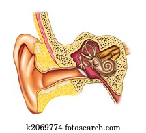 אוזן, אנטומיה