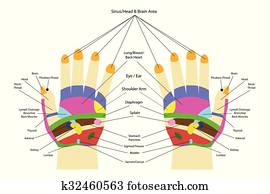 Acupunture - Hand
