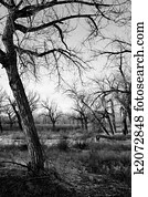 dead tree landscape b&w dead tree landscape b&w