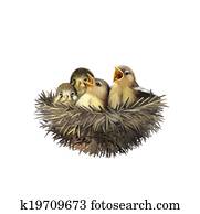 Four hungry baby sparrows in a nest Four hungry baby sparrows in a nest