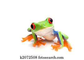 frog closeup on white frog closeup on white