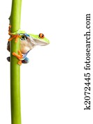 frog on plant stem isolated
