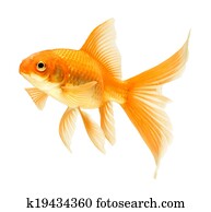 gold fish
