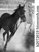 horses running loose at rodeo horses running loose at rodeo