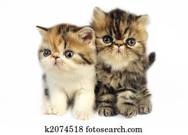 Persian kittens Persian kittens
