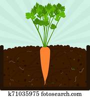 Planting carrot tree and compost Planting carrot tree and compost