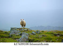 Sheep in grassland Sheep in grassland