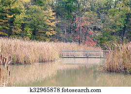 constituição, pântano