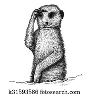 engrave meerkat illustration engrave meerkat illustration