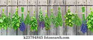 fresh herbs fresh herbs
